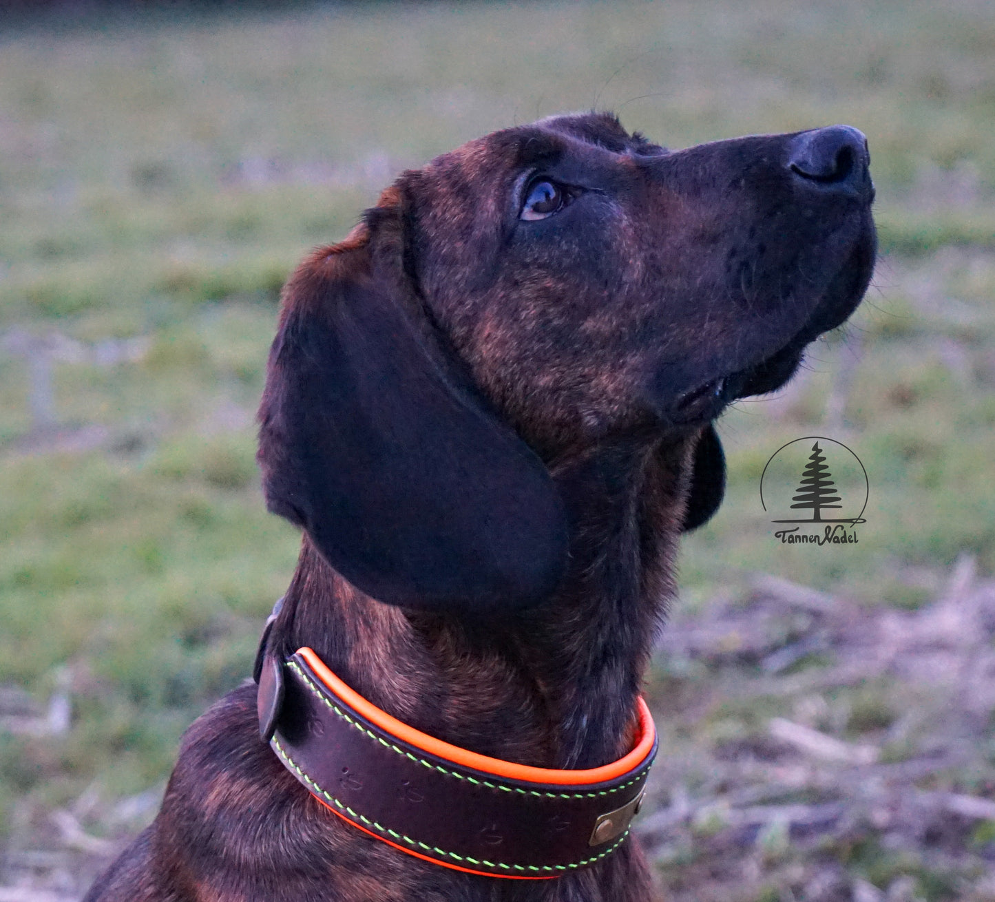 Schweißhalsung „Suchenheil“
