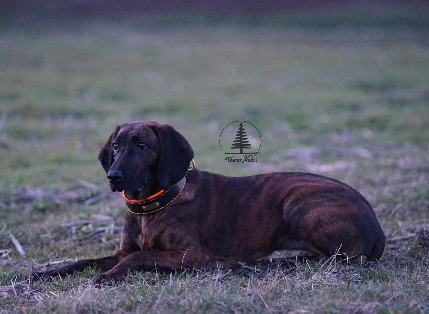 Schweißhalsung „Suchenheil“